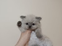 British Erkek Blue Point Üst Kalite