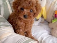 ORİJİNAL TOY POODLE YAVRULAR