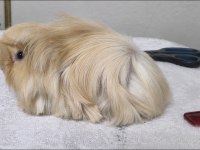 Safkan tek renk peruvian guinea pig bebek