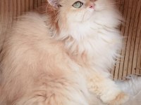 British Longhair ve Shorthair yavrular