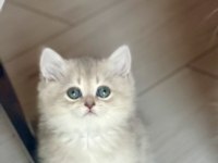 Ev ortamında büyüyen safkan british shorthair yavrular