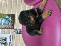 ROTTWEİLER KÖPEĞİ