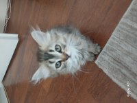 British longhair yavrular