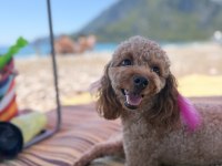 2.5 yaşında toy poodle