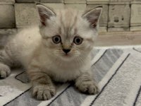 BRİTİSH FOLD ERKEK 31 MART DOĞUMLU YAVRU