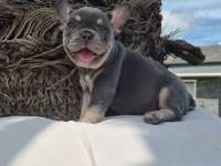 Blue Eye French Bulldog Çiftlikten 