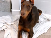 KIZIL VE İZABEL ÇİVİ ESTETİKLİ DOBERMAN YAVRULAR