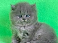 british longhair küçük yavrularımız