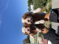 Safkan Cavalier King Charles Yavruları