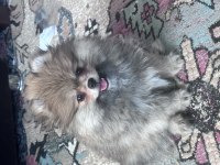 POMERANIAN ERKEK KÖPEĞİMİZ AYI SURAT ERKEK