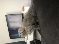 2 aylık scottish longhair