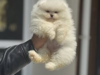 Tarım bakanlığı ruhsatlı çiftlikden pomeranian