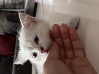 ERKEK BRİTİSH SHORTHAİR AÇIKLAMAYI OKUYUN