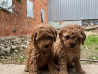 Toy Poodle Yavrular Irk Sağlık Garantili
