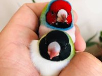 Gökkuşaği ispinozu (Goldian finch)
