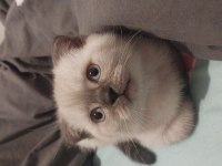 3 aylık scottish fold