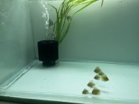 Discus yavru