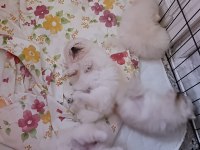 Pomeranian Boo Erkek Ve Dişi Yavrularımız Üst Kalite