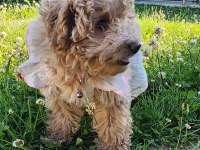 Poodle köpeğimiz lady yeni yuvasını arıyor