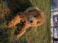 Sevimli Poodle Dostum