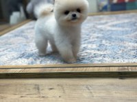 White Pomeranian Boo Yavrularımız