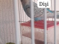 Sahiplendirme erkek dişi muhabbet kuşu