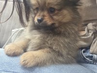 3 Aylık Saf Erkek Pomeranian