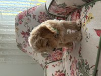 Maltipoo 3,5 aylık