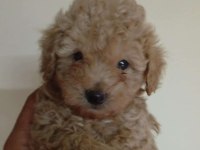 TOY POODLE ERKEK YAVRULAR