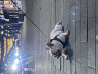 2 yaşında blue cream dişi kızanı yakın french bulldog
