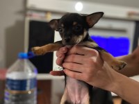 Yavru dişi chihuahua 6 aylık