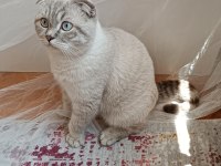 Scottish fold kedimiz Bulut için dişi eş arıyoruz