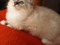 Uygun fiyata ragdoll yavru