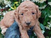 SİYAH İNCİ IRK VE SAĞLIK GARANTİ TOY POODLE BEBEKLER