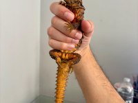 ÇİFT UROMASTYX YASAL ÇİPLİ