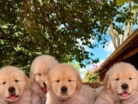 Golden Retriever Yavruları Istanbul     