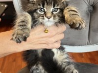 MCO safkan dişi orman rengi maine coon