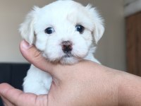 Safkan 0 Numara Mini Boy Maltese Terrier Yavrular