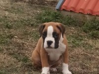 SAFKAN YÜKSEK KALİTE BOXER YAVRULARI