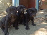 Cane corso bebekleri