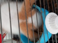 Hollanda Lop Tavşan