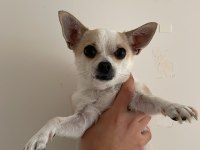 Sağlıklı ve eğitimli chihuahua yeni aile aranıyor