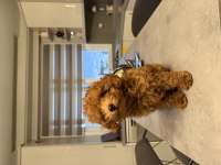 Erkek Toy Poodle