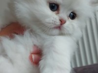 British longhair silver erkek yavrumuz