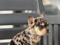 EGZOTİK FRENCH BULLDOG BEBEKLER
