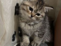 Kedilerimiz 2 aylık scottish fold
