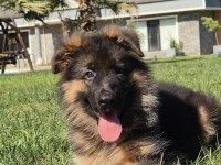 SECERELİ ALMAN ÇOBAN KÖPEĞİ YAVRULARI ISTANBUL
