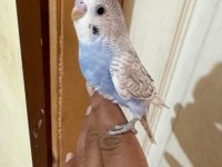 34 GÜNLÜK KONUŞTURMALIK BEBEK MUHABBET KUŞU
