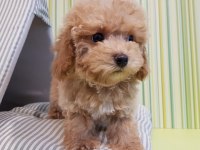 F2 MALTİPOO YAVRULARI