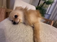Pomeranian dişi 1 yaşında